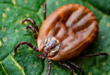Tick Tape: A Simple, Chemical-Free Way to Stay Safer Outdoors