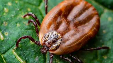 Tick Tape: A Simple, Chemical-Free Way to Stay Safer Outdoors