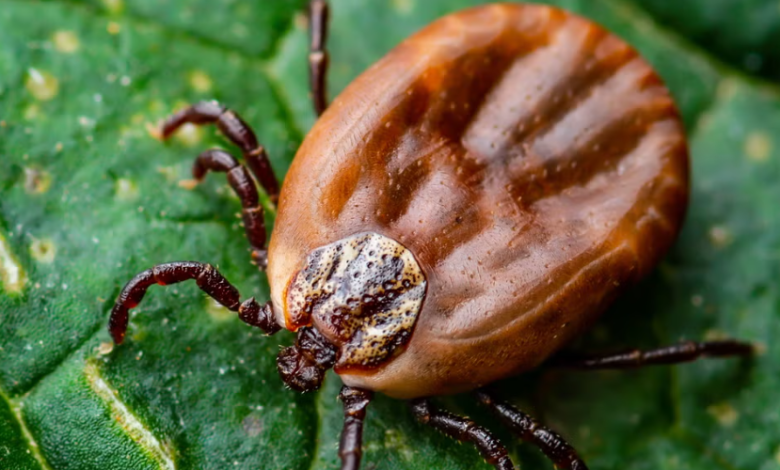 Tick Tape: A Simple, Chemical-Free Way to Stay Safer Outdoors
