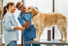The Impact of Veterinary Stickers on Enhancing Your Clinic and Client Satisfaction