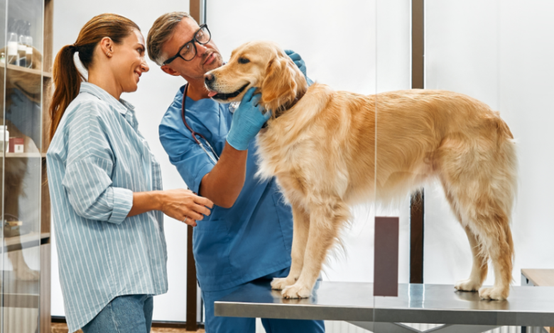 The Impact of Veterinary Stickers on Enhancing Your Clinic and Client Satisfaction